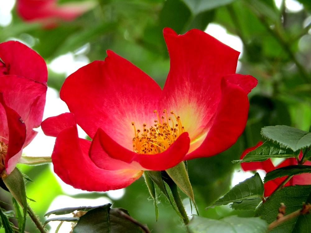 red flowerr